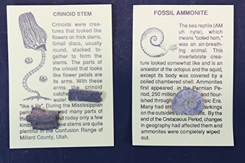 Fossil Collection (13 pc.) with ID Cards & Trilobite, Sharks teeth, Coprolite (fossilized Turtle Poop) Educational Dancing Bear Brand.