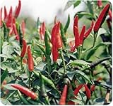 Thai Hot Pepper Seeds Fruit Vegetable - 90 Seeds