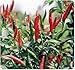 Thai Hot Pepper Seeds Fruit Vegetable - 90 Seeds