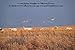 Sillosocks Flapping Snow Goose Decoy, White