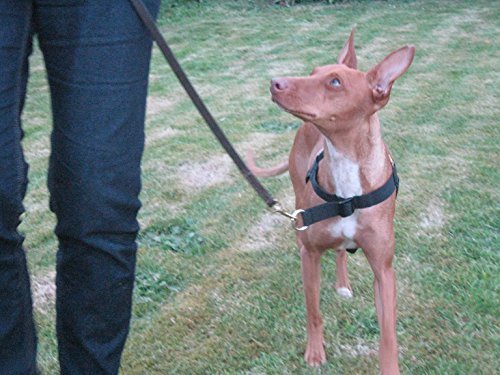 Walk Your Dog With Love Original Standard Edition (8-16kg, Classic Black)