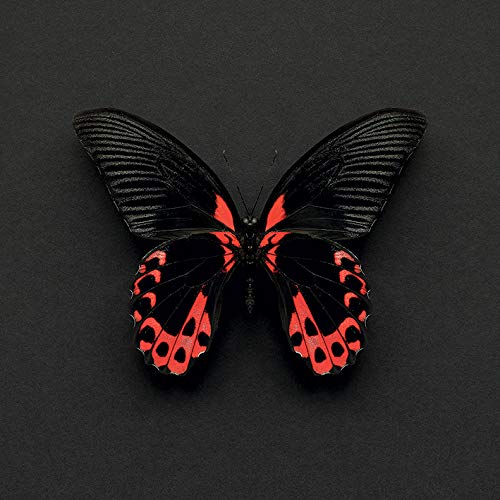 Alyson Fennell (Scarlet Mormon Butterfly 30 x 30cm Canvas