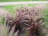 50 PURPLE FOUNTAIN GRASS Ornamental Pennisetum Seeds