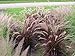 50 PURPLE FOUNTAIN GRASS Ornamental Pennisetum Seeds