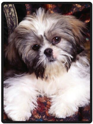 what dog food should i feed my puppy