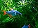 Aquarium Plants Discounts Pair of Red/Blue Colombian Tetras - Freshwater Live Tropical Fish