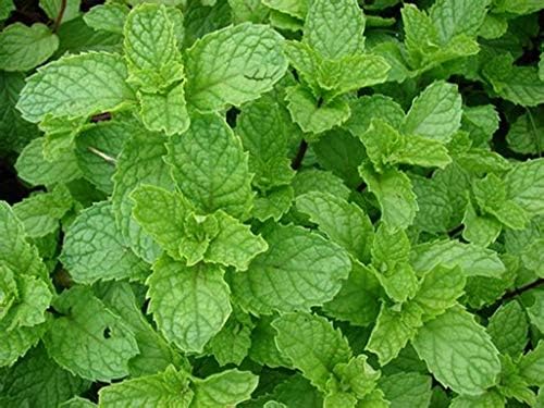 Herb selection (Melissa) Culinary Herbs, Fresh, Organic, Home Grown, Healthy