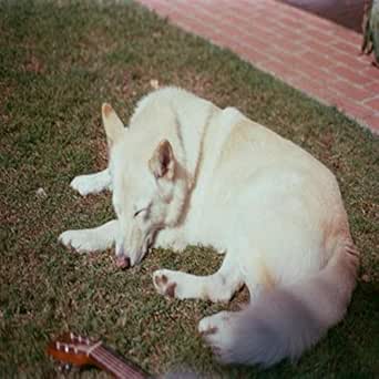 last minute dog kennels near me