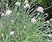 Chives Live Herb Plant