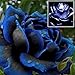 10PCS Beautiful Rare Midnight Supreme Flowers Seed Holland Rose Seed Black Blue Colors Lover Gift mvW5W