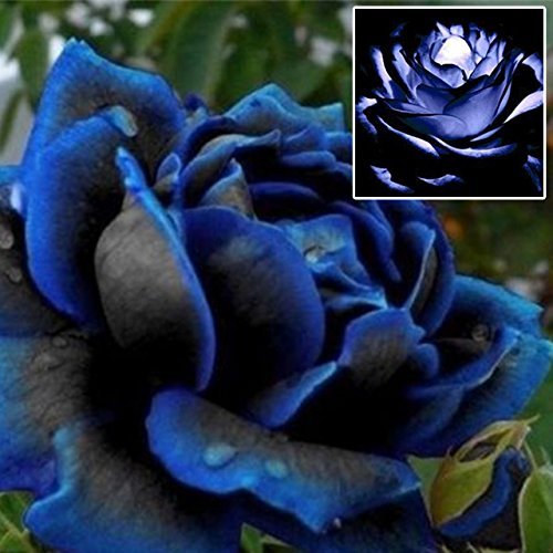 10PCS Beautiful Rare Midnight Supreme Flowers Seed Holland Rose Seed Black Blue Colors Lover Gift mvW5W