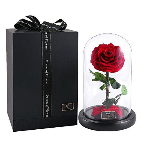 Galaxy Rose Flower Beauty and The Beast Rose Red Rose Infinite Rose