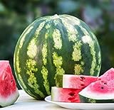 Crimson Sweet Watermelon Seeds, 150+ Premium Heirloom Seeds, 1 Selling Watermelon & ON SALE!, (Isla's Garden Seeds), Non Gmo Organic, 85% Germination Rates, Highest Quality Seeds, 100% Pure