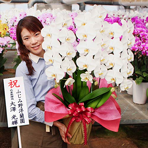 ふじみ野ラン園 大輪胡蝶蘭3本立ち（現在つぼみ多め） 会社関係にも個人的なギフトにもスタンダードな花数 蕾含む30輪以上 生花 プレゼント お祝い 開店祝い 就任祝い 移転祝い 当選祝い 新築祝い お誕生日祝い 入学祝い 進学祝い 卒業式 年度末 法人ギフト お供え (白つぼみ含む30輪以上)商品画像