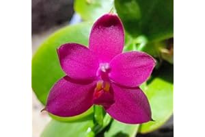 BLOOMIFY Mounted Orchid: Phalaenopsis violacea Indigo 'Red' x SIB, Wood Mount