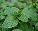 Chocolate Mint - Grow Indoors or Out - 3
