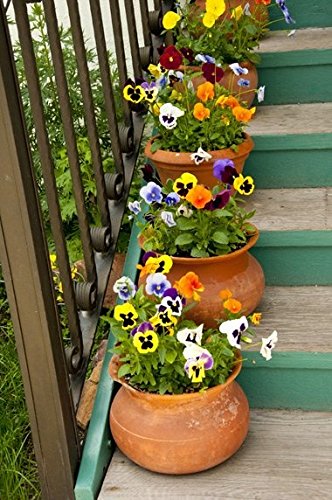 Creative Farmer Flower Seeds : Pansy Melanium Garden Seeds Of Flowers Garden Seeds Packet (4 Packets) Garden Plant Seeds