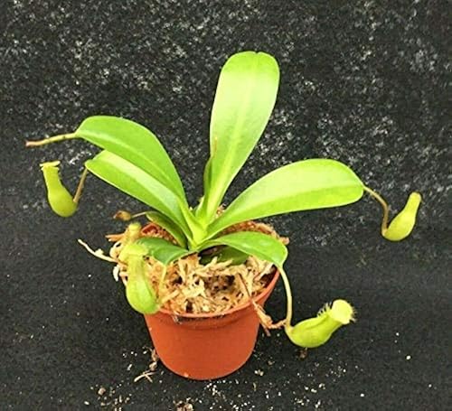 Nepenthes Carnivorous Asian Pitcher Live Plant Exotic 6 Rare Nepenthes