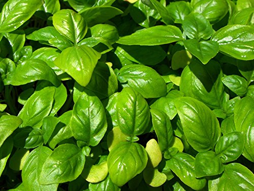 Dirt Goddess Super Seeds ~ Genovese Basil Seeds (1 lb) Bulk Non GMO