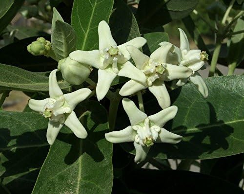 Calotropis gigantea'-Giant Milkweed-White flowers-10 Fresh Seeds
