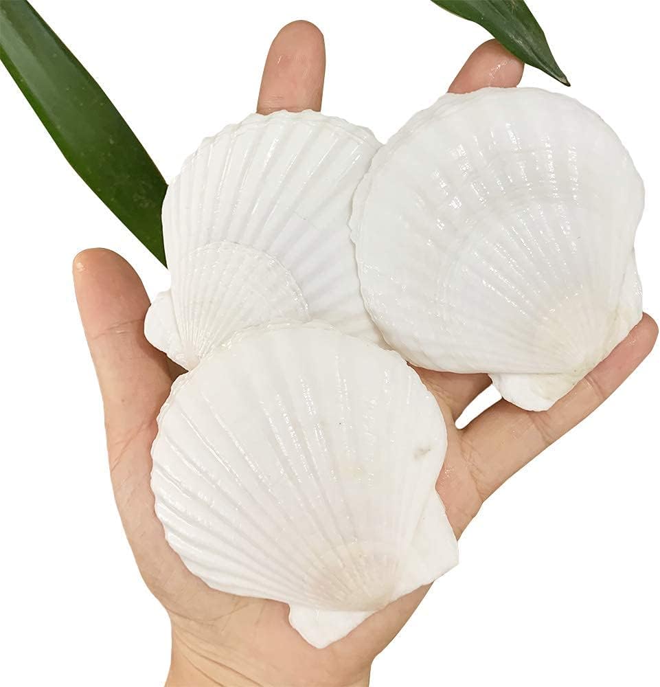 Vase Fillers - SEAJIAYI 30 PCS Scallop Shells 2-3 Inch Natural White Sea Shells from Sea Beach for DIY Craft Home Décor(6-8 cm)