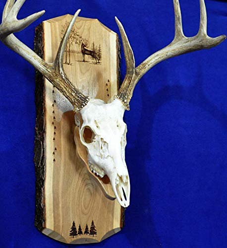 Amazon Com European Mount Plaque Hunting Deer Skull Mount Gift For Hunter Antler Mount Antler Plaque Deer Hunting Gift Deer Deer Hunting Handmade