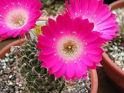 Shoopy Star 10 Lobivia zecheri SEMILLAS CACTUS PLANTAS SUCULENTAS korn semillas no ariocarpus: Amazon.es: Jardín