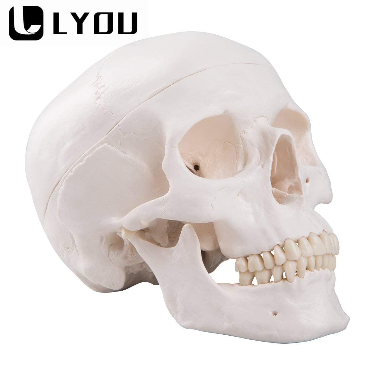 LYOU Human Skull Model for Learning, Skull Model, Life Size Human Head Skull Anatomical Model, Not Smudged for Medical Student Human Anatomy Study Course(White Skull)