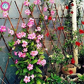 100pcs Bag Climbing Mandevilla Sanderi Seeds Dipladenia Sanderi Seeds Flower Plant For Decoration Home Courtyard Wall Pot 1 Amazon Co Uk Garden Outdoors