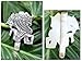 Sterling silver money clip, 'Wise Krishna'