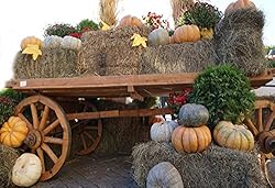 Yeele 7x5ft Autumn Harvest Festival Backdrop Hay
