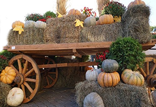 Yeele 7x5ft Autumn Harvest Festival Backdrop Hay