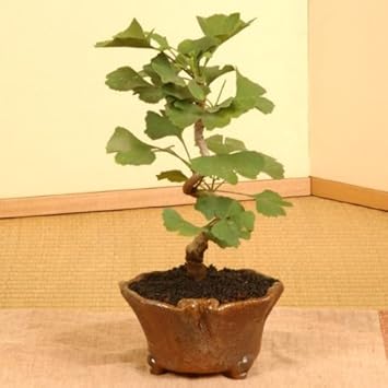 Amazon ミニ盆栽 銀杏 いちょう 信楽焼鉢 遊恵盆栽 観葉植物