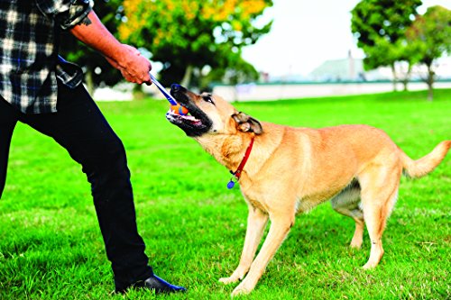 Chuckit! Ultra Tug Dog Toy, Medium Fetch and Dog Ball Tug Toy for Dogs 20-60 Pounds