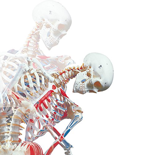 image for 3B Scientific A13 Plastic Super Human Skeleton Model 