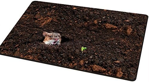 LanChuon Decorative Doormat Indoor, 16"x24" Funny Doormat Floor Rug, Rubber Non-Slip Life of Spring Doormat