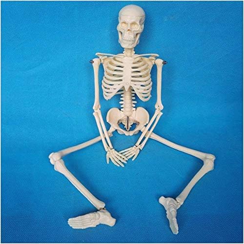 オンライン限定商品 ホームアクセサリー教育モデル人間の骨格アセンブリモデル45cm人間の骨格の頭蓋骨モデル医療教育モデルpvc材料研究トレーニングのため の人体の骨の解剖学的モデル