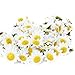 Supla 100Pcs Artificial Silk Gerbera Daisy Flower Heads 1.5 inch DIY Wreath Gift Box Scrapbooking Craft (without stem) (white)