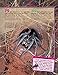 100 Facts Spiders