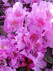 Rhododendron X 'Midnight