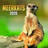 Wildlife Calendar - Calendars 2019 - 2020 Wall Calendar - Photo Calendar - Meerkats Wall Calendar by by 