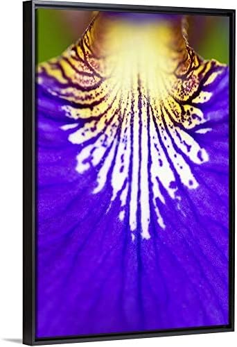Floating Frame Premium Canvas with Black Frame Wall Art Print Entitled Closeup of The Wildflower, Blue Flag Iris (Iris versicolor) 20"x30"