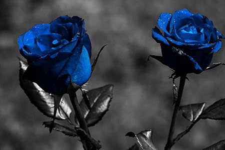 Amazon Co Jp A3 ポスター バラの青い花は創造的な葉 壁紙ウォールステッカーポスター A3 4x297mm Generic