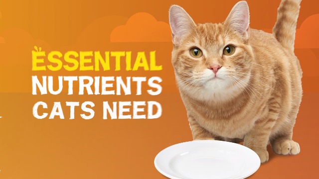 6 Purina+Friskies+Extra+Gravy+Variety