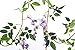 Miracliy Artificial Flowers Vine 2 Pcs 6.6ft Fake Silk Wisteria Ivy Vine Rattan Hanging Garland for Home Party Wedding Decor, Purple