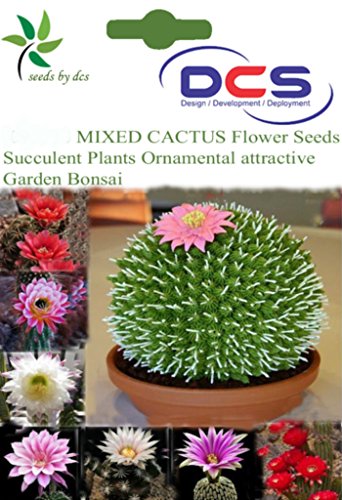 DCS Mixed Cactus Flower Seeds (White)