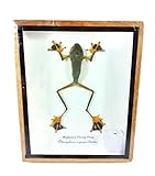 Real Wallace's Flying Frog Mounts Animals Taxidermy in Framed