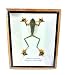 Real Wallace's Flying Frog Mounts Animals Taxidermy in Framed