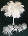 10 Pcs.- Ostrich Feathers Special 17-20