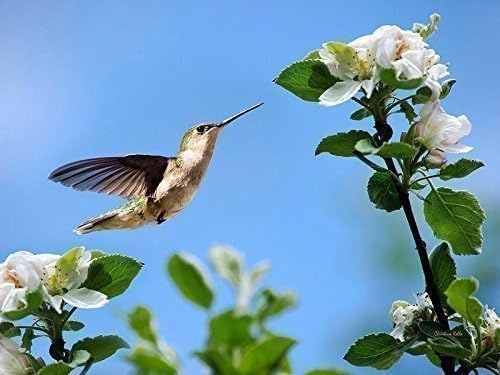 Nature Photo Print Hummingbird In Flight, Bird And Spring Flowers Animal Wall Art, Ruby Throated Hummingbird Gift